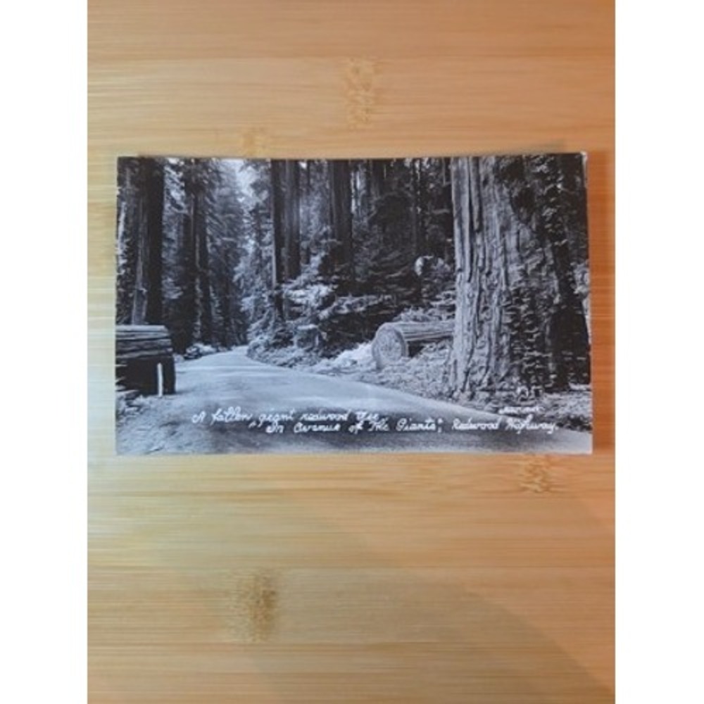 Vintage Art-Ray Fallen Giant Redwood Tree Avenue of the Giants Postcard 535